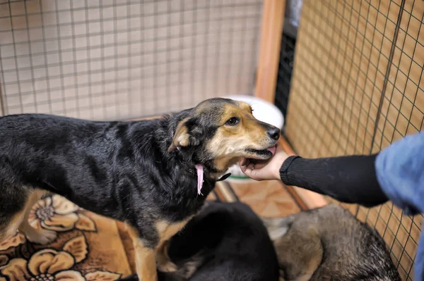 Perros Callejeros Una Exposición Que Distribuye Animales Refugio — Foto de Stock