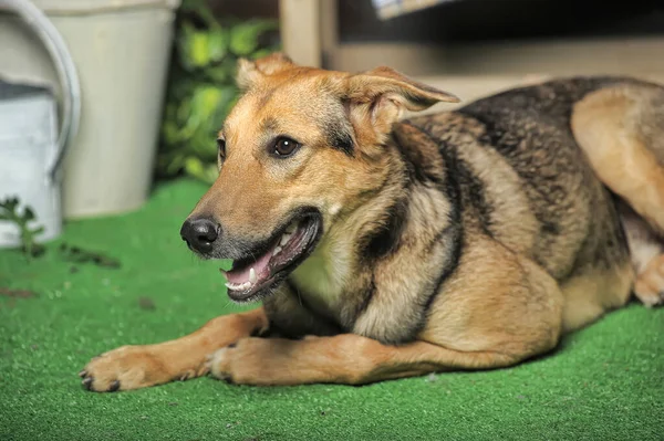 Outbred Cão Marrom Feliz Grama Verde — Fotografia de Stock