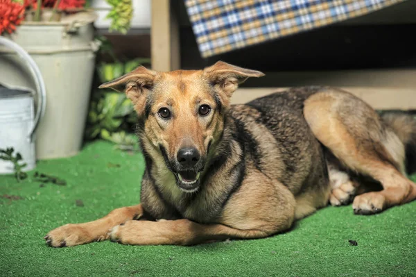 Outbred Cão Marrom Feliz Grama Verde — Fotografia de Stock