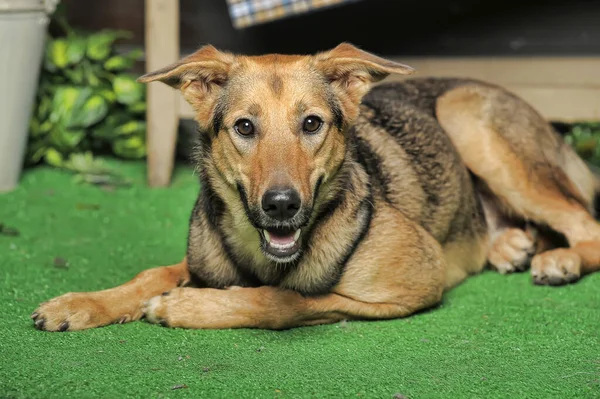 Outbred Feliz Perro Marrón Sobre Hierba Verde — Foto de Stock