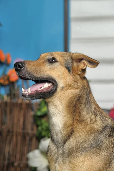 Outbred Cão Marrom Feliz Grama Verde — Fotografia de Stock