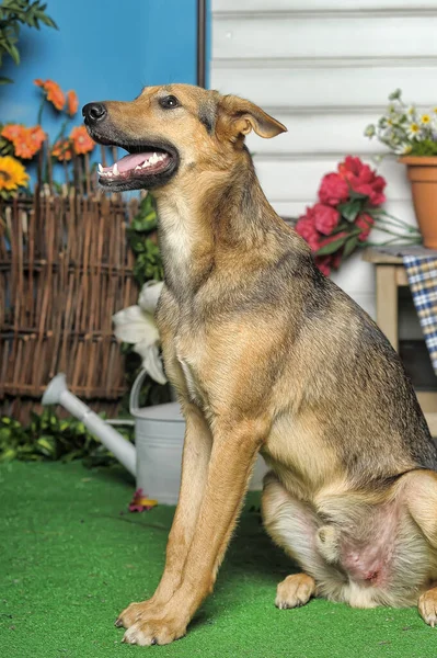 Câine Brun Fericit Iarbă Verde — Fotografie, imagine de stoc
