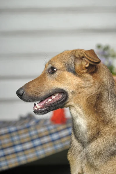 Outbred Ευτυχισμένο Καφέ Σκυλί Στο Πράσινο Γρασίδι — Φωτογραφία Αρχείου