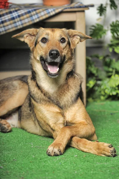 Gefokte Gelukkige Bruine Hond Ligt Met Geklemde Poten — Stockfoto