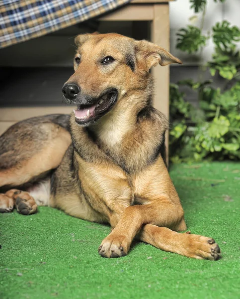 Outbred Ευτυχισμένη Καφέ Σκυλί Βρίσκεται Σφιγμένα Πόδια — Φωτογραφία Αρχείου