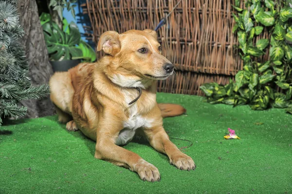 在绿草上放养的快乐的褐色狗 — 图库照片