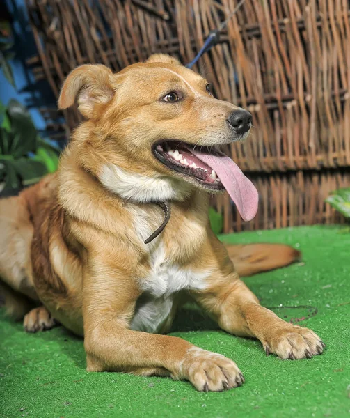 緑の芝生の上で繁殖幸せな茶色の犬 — ストック写真