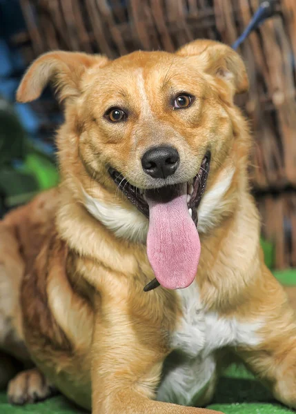 Outbred Cão Marrom Feliz Grama Verde — Fotografia de Stock