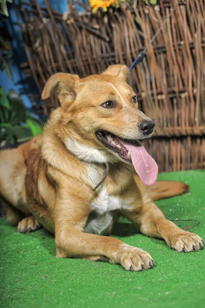 緑の芝生の上で繁殖幸せな茶色の犬 — ストック写真