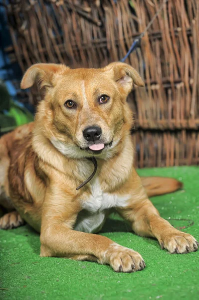 Outbred Ευτυχισμένο Καφέ Σκυλί Στο Πράσινο Γρασίδι — Φωτογραφία Αρχείου
