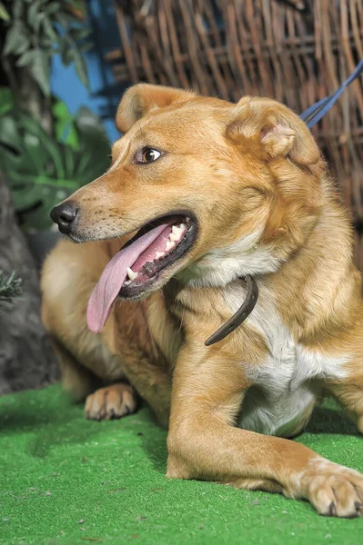 Zucht Glücklicher Brauner Hund Auf Grünem Gras — Stockfoto