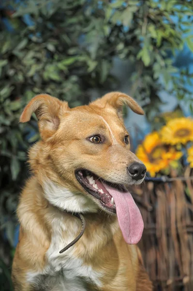 Zucht Glücklicher Brauner Hund Auf Grünem Gras — Stockfoto