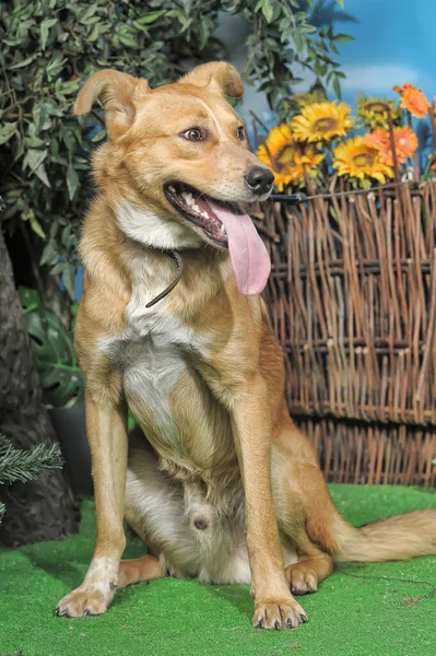 Zucht Glücklicher Brauner Hund Auf Grünem Gras — Stockfoto