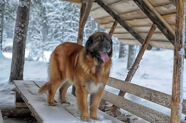 Portrait Nice Leonberger Winter — Stock Photo, Image