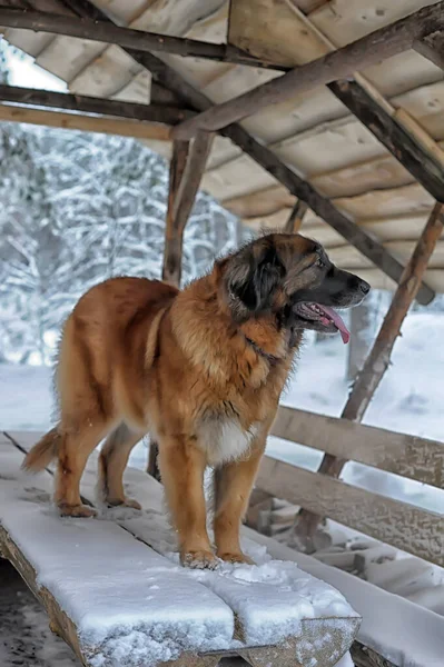 Retrato Bom Leonberger Inverno — Fotografia de Stock