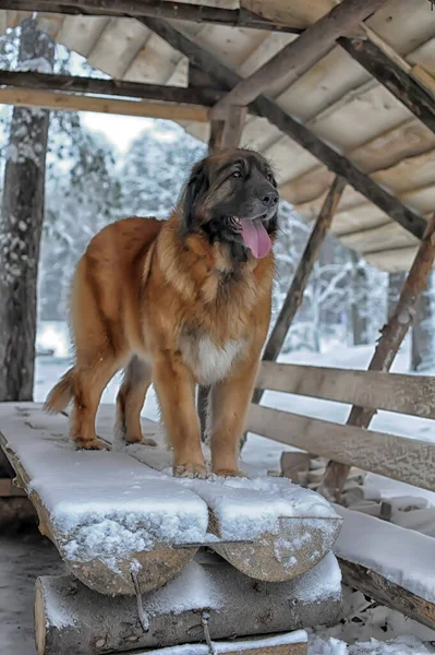 Portrait Nice Leonberger Winter — Stock Photo, Image