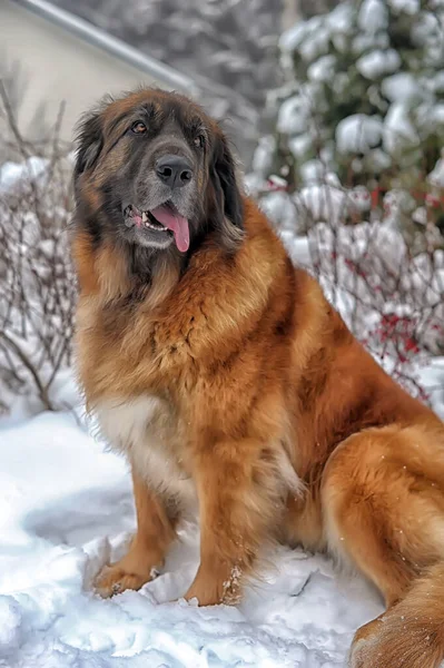 Beautiful Leonberger Sits Snow Winter — Stock Photo, Image