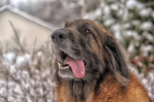 Leonberger Sitzt Winter Schnee — Stockfoto