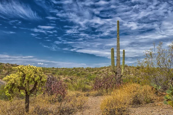 Cactus Saguaro Dans Parc National Saguaro Près Tucson Arizona — Photo