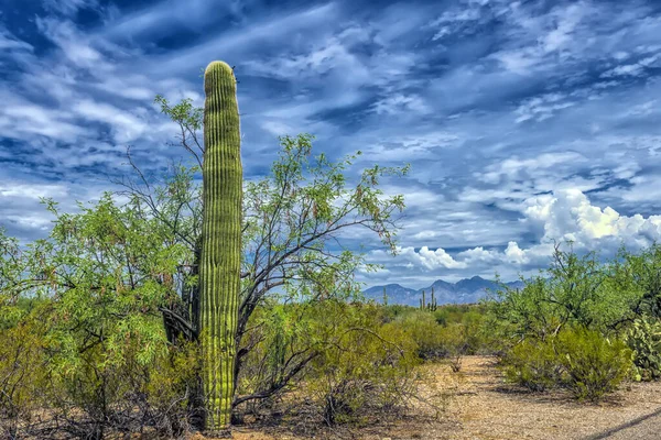 Saguaro Cactus Στο Εθνικό Πάρκο Saguaro Κοντά Στο Tucson Αριζόνα — Φωτογραφία Αρχείου