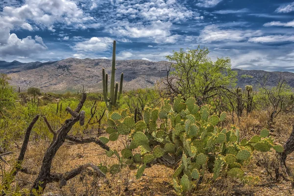 Saguaro Cactus Στο Εθνικό Πάρκο Saguaro Κοντά Στο Tucson Αριζόνα — Φωτογραφία Αρχείου