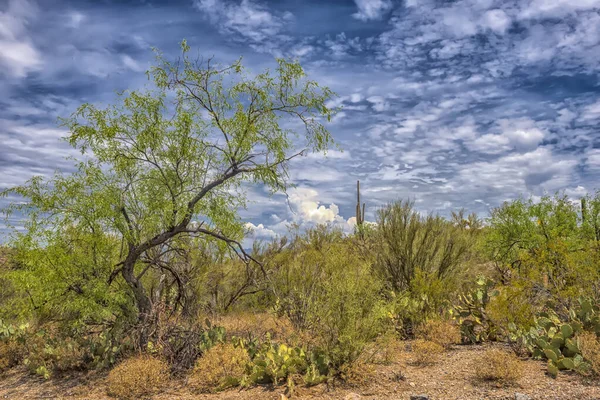 亚利桑那州图森附近Saguaro国家公园的Saguaro Cactus — 图库照片