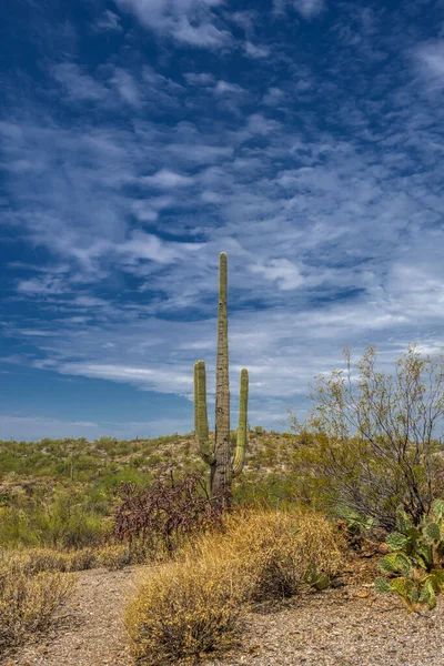 Cactus Saguaro Dans Parc National Saguaro Près Tucson Arizona — Photo