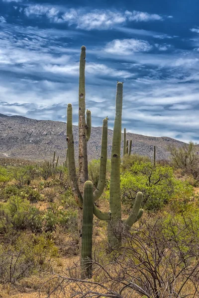 Saguaro Cactus Στο Εθνικό Πάρκο Saguaro Κοντά Στο Tucson Αριζόνα — Φωτογραφία Αρχείου