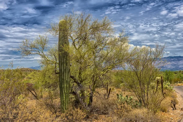 Saguaro Cactus Saguaro National Park Bij Tucson Arizona — Stockfoto