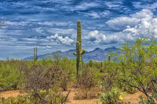 Saguaro Cactus Στο Εθνικό Πάρκο Saguaro Κοντά Στο Tucson Αριζόνα — Φωτογραφία Αρχείου