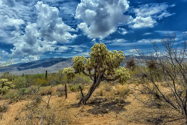 Kaktus Saguaro Parku Narodowym Saguaro Niedaleko Tucson Arizona — Zdjęcie stockowe