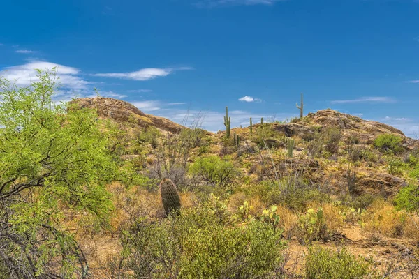 Cactus Saguaro Parque Nacional Saguaro Cerca Tucson Arizona — Foto de Stock