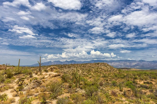 Кактус Сагуаро Національному Парку Сагуаро Поблизу Тусона Штат Арізона — стокове фото