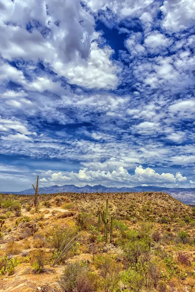 Cactus Saguaro Dans Parc National Saguaro Près Tucson Arizona — Photo