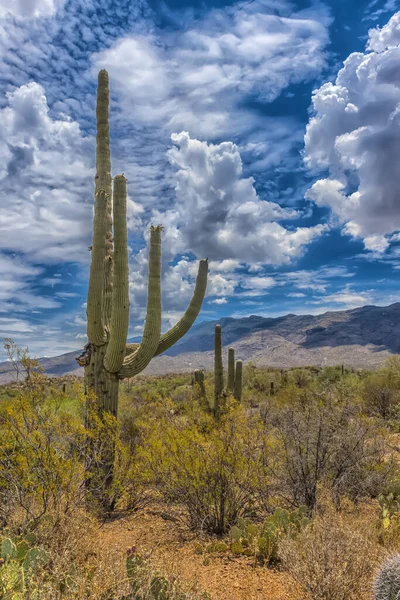 Parque Nacional Saguaro Lar Uma Variedade Vegetação Deserto Notavelmente Cactos — Fotografia de Stock