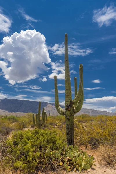 Park Narodowy Saguaro Jest Domem Dla Wielu Pustynnych Roślin Zwłaszcza — Zdjęcie stockowe