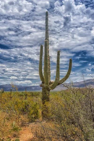 Saguaro Εθνικό Πάρκο Είναι Σπίτι Μιας Ποικιλίας Της Βλάστησης Της — Φωτογραφία Αρχείου