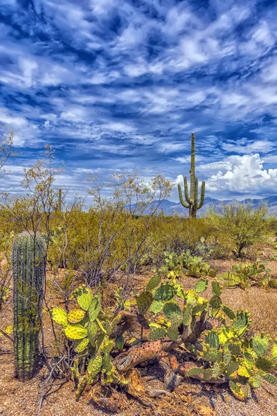 Saguaro Εθνικό Πάρκο Είναι Σπίτι Μιας Ποικιλίας Της Βλάστησης Της — Φωτογραφία Αρχείου