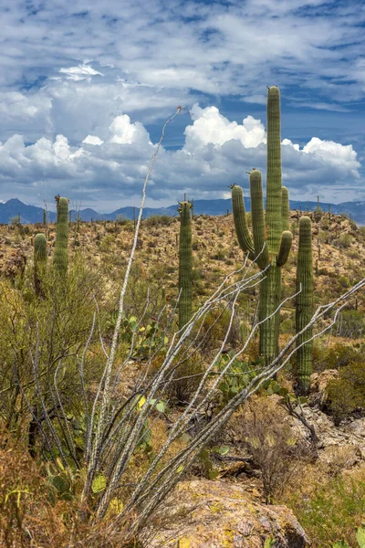 Parque Nacional Saguaro Lar Uma Variedade Vegetação Deserto Notavelmente Cactos — Fotografia de Stock