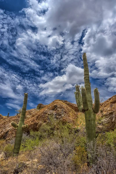 Saguaro国家公园是各种沙漠植被的发源地 尤其是巨大的风琴管状仙人掌 — 图库照片