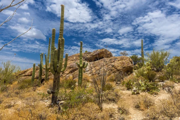 Saguaro National Park Thuisbasis Van Een Verscheidenheid Aan Woestijnvegetatie Met — Stockfoto