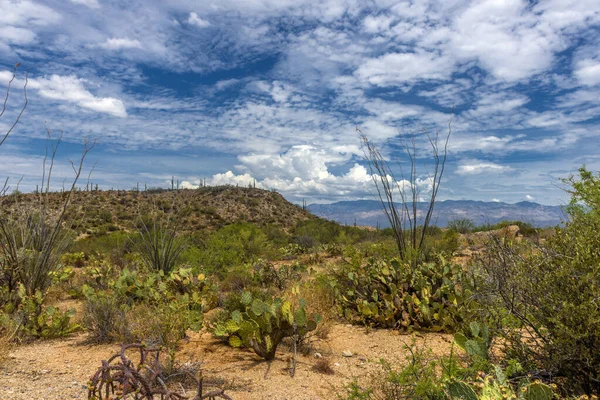 Έρημο Τοπίο Στην Saguaro Εθνικό Πάρκο — Φωτογραφία Αρχείου