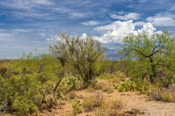 Woestijn Landschap Saguaro National Park — Stockfoto