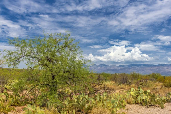 Paesaggio Desertico Nel Parco Nazionale Del Saguaro — Foto Stock