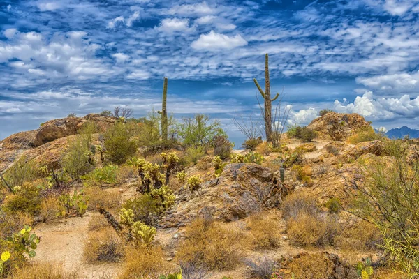 Έρημο Τοπίο Στην Saguaro Εθνικό Πάρκο — Φωτογραφία Αρχείου