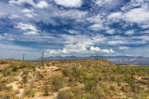 Pustynny Krajobraz Parku Narodowym Saguaro — Zdjęcie stockowe