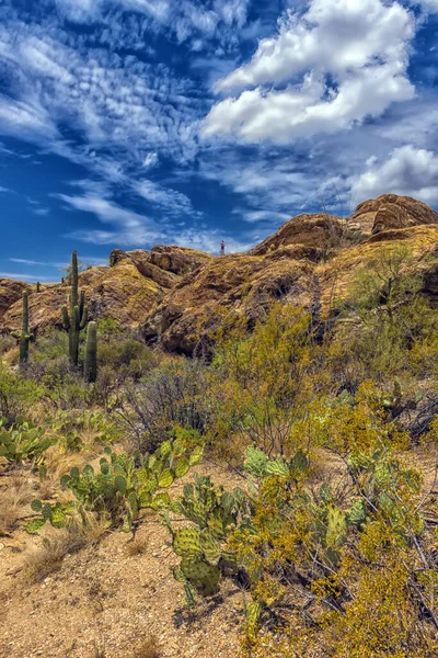 Desert Landscape Saguaro National Park — Stock Photo, Image