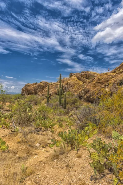 Pustynny Krajobraz Parku Narodowym Saguaro — Zdjęcie stockowe