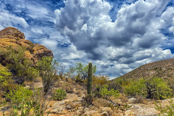 Έρημο Τοπίο Στην Saguaro Εθνικό Πάρκο — Φωτογραφία Αρχείου