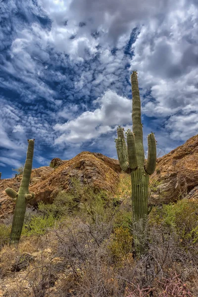 Έρημο Τοπίο Στην Saguaro Εθνικό Πάρκο — Φωτογραφία Αρχείου